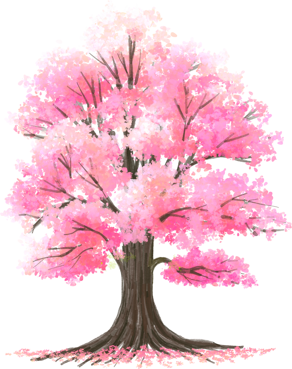 Watercolor Sakura tree for elevation or landscape design